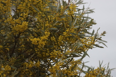 Acacia cambagei