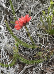 Erica cerinthoides