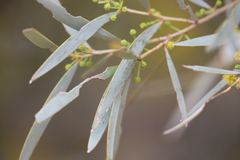 Acacia cambagei