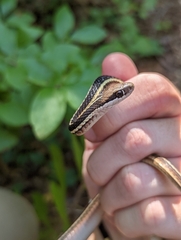 Thamnophis saurita saurita