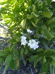 Zephyra