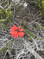 Erica cerinthoides