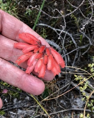 Erica cerinthoides