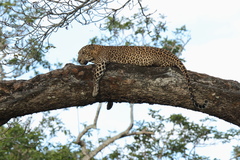 Panthera pardus fusca