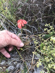 Erica cerinthoides