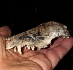 Didelphis marsupialis