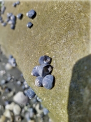 Micrelenchus huttonii