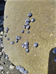 Micrelenchus huttonii