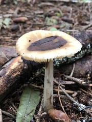 Amanita porphyria