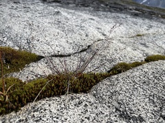 Agrostis mertensii