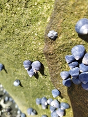 Micrelenchus huttonii