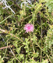 Diastella divaricata divaricata