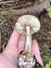 Amanita porphyria