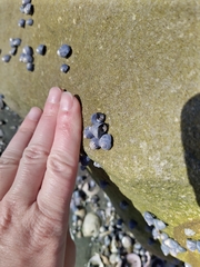 Micrelenchus huttonii