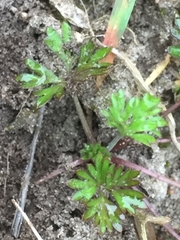 Delphinium consolida