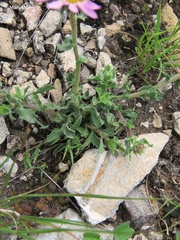 Xanthisma gymnocephalum