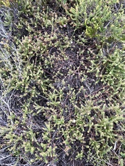 Diastella divaricata divaricata