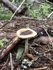 Amanita porphyria