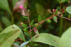 Vaccinium oxycoccos