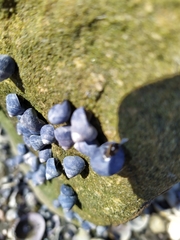 Micrelenchus huttonii