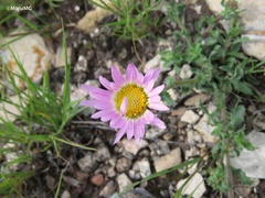 Xanthisma gymnocephalum