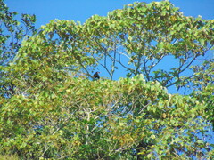 Psarocolius montezuma