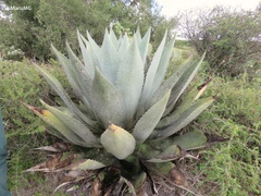 Agave applanata