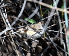 Acanthiza uropygialis