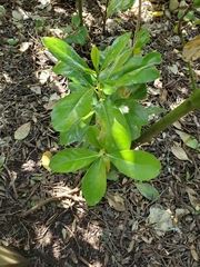Corynocarpus laevigatus