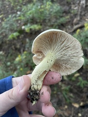 Hygrophorus chrysodon