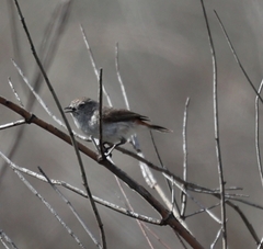 Acanthiza uropygialis