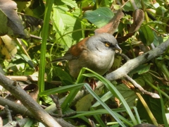 Junco phaeonotus
