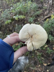 Hygrophorus chrysodon