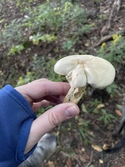 Hygrophorus chrysodon