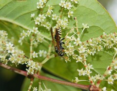 Polistes nimpha