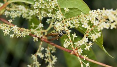 Polistes nimpha