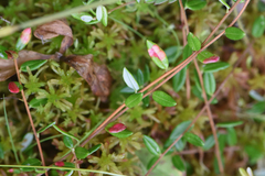 Vaccinium oxycoccos