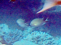 Pycnochromis amboinensis