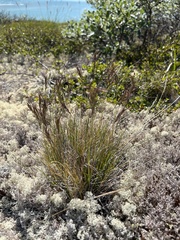 Festuca vivipara