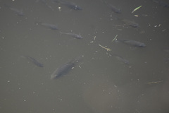 Oreochromis