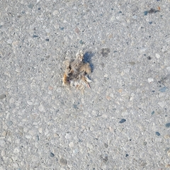 Animalia