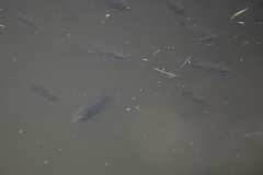 Oreochromis