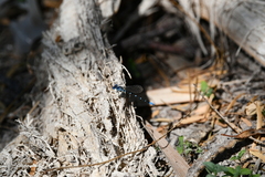 Argia sedula