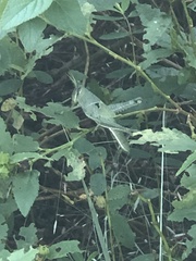 Schistocerca serialis cubense