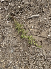 Dittrichia graveolens