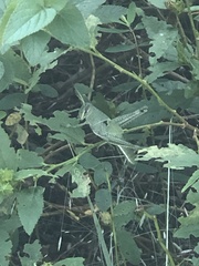 Schistocerca serialis cubense