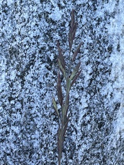 Festuca rubra