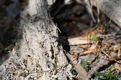 Argia sedula