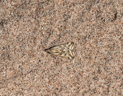 Loxostege cereralis