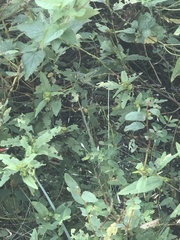 Schistocerca serialis cubense